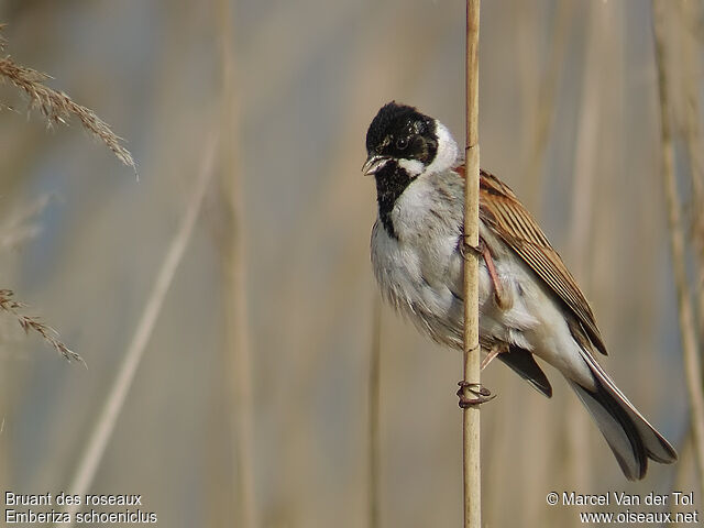 Common Reed Bunting male adult breeding, identification
