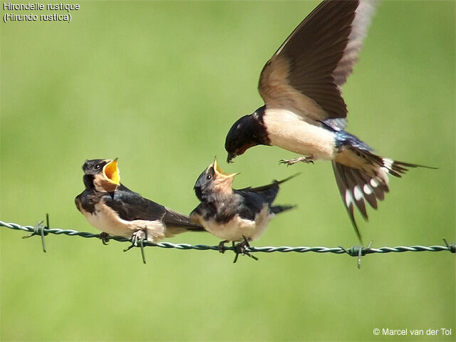 Barn Swallow, Behaviour