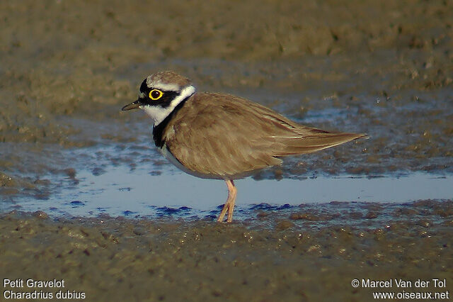 Little Ringed Plover male adult