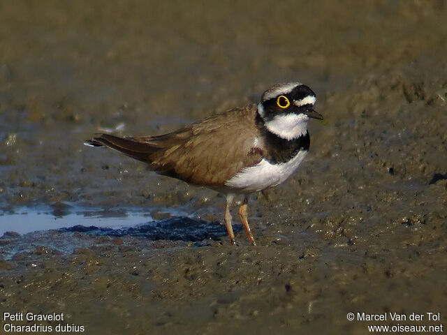 Little Ringed Plover male adult