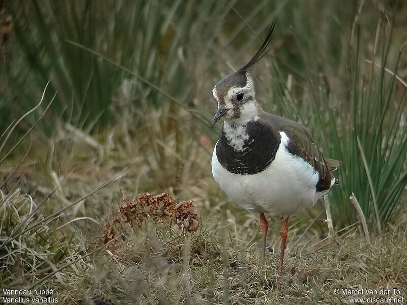 Northern Lapwing female adult